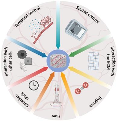 Angiogenesis in Tissue Engineering: As Nature Intended?